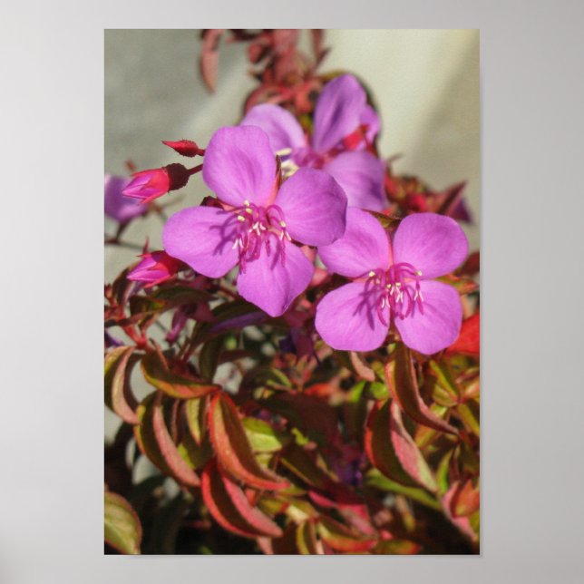 Begonias Poster (Vorne)
