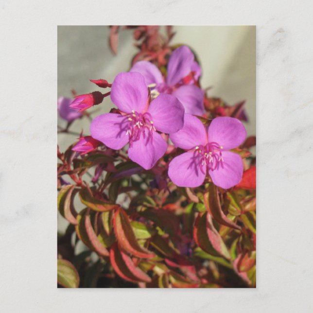 Begonias Postkarte, anpassen Postkarte (Vorderseite)