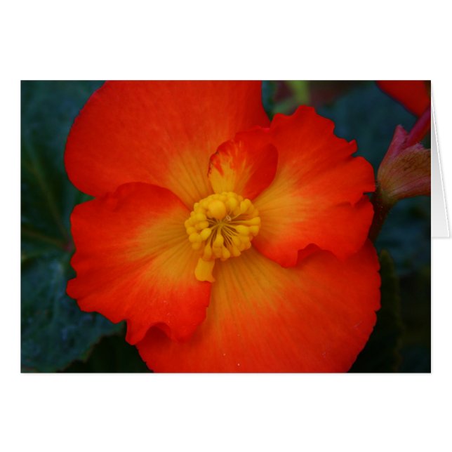 Begonie (Vorderseite (Horizontal))