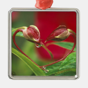 Begonienknospen in Herzform mit Tropfen. Bildnachw Ornament Aus Metall