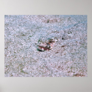 begraben poster