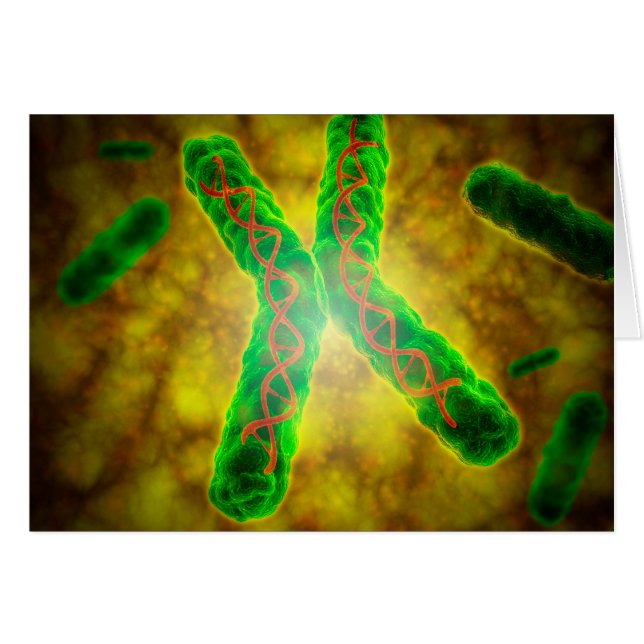 Begriffsbild eines Telomere (Vorderseite (Horizontal))