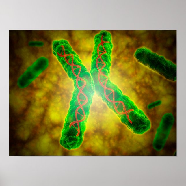 Begriffsbild eines Telomere Poster (Vorne)