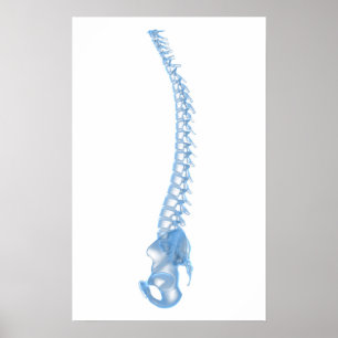 Begriffsbild menschlichen Rückgrats 5 Poster
