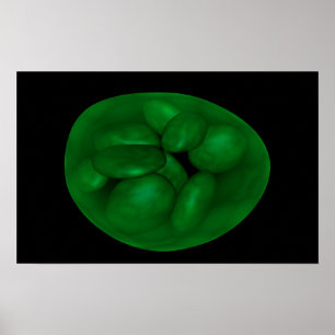 Begriffsbild von Chloroplast 2 Poster