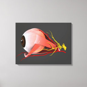 Begriffsbild von menschliches Augen-Anatomie 2 Leinwanddruck