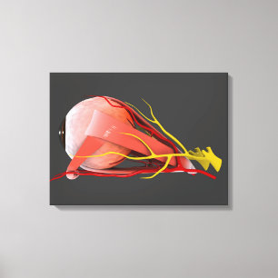 Begriffsbild von menschliches Augen-Anatomie 4 Leinwanddruck