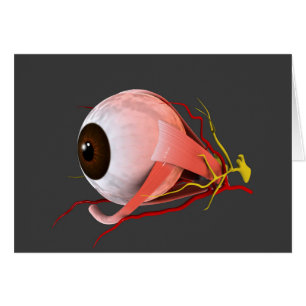 Begriffsbild von menschliches Augen-Anatomie 5