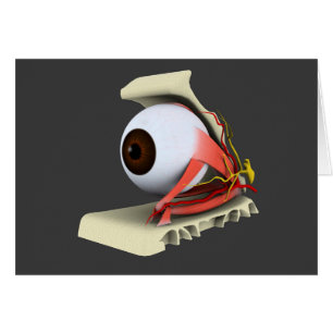 Begriffsbild von menschliches Augen-Anatomie 6