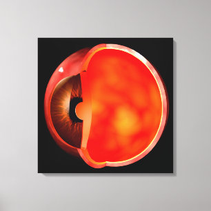 Begriffsbild von menschliches Augen-Querschnitt 1 Leinwanddruck