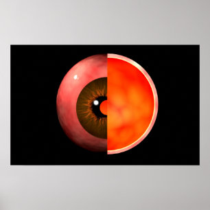 Begriffsbild von menschliches Augen-Querschnitt 3 Poster