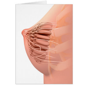 Begriffsbild weiblicher Brust-Anatomie 2