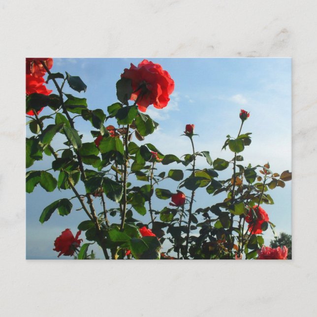 Begrüßung Geburtstagskarte Postkarte (Vorderseite)