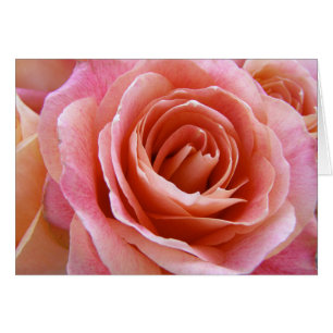 Begrüßung mit Vollblut Pfirsichrosa Rose