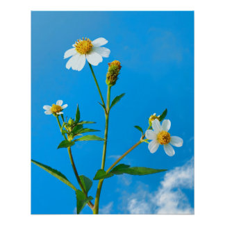 Behaarte Zweizahn-Blüte Poster