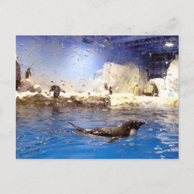 Behalt deinen Kopf hoch/Niedlichen Schwimmpinguin Postkarte (Vorderseite)