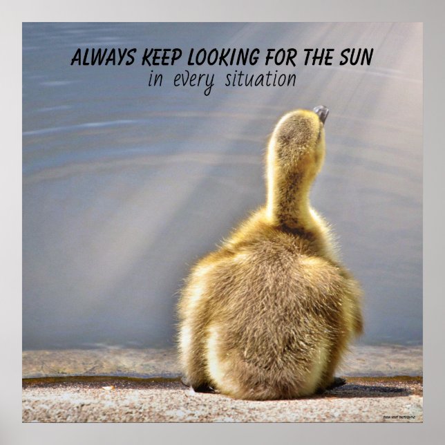 Behaltend Suche nach dem Sun Poster (Vorne)