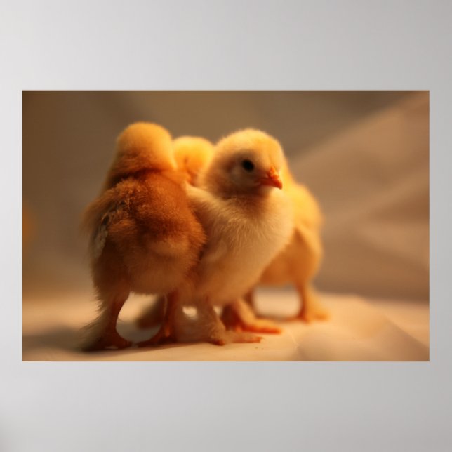 Behaltend Warmes Poster (Vorne)