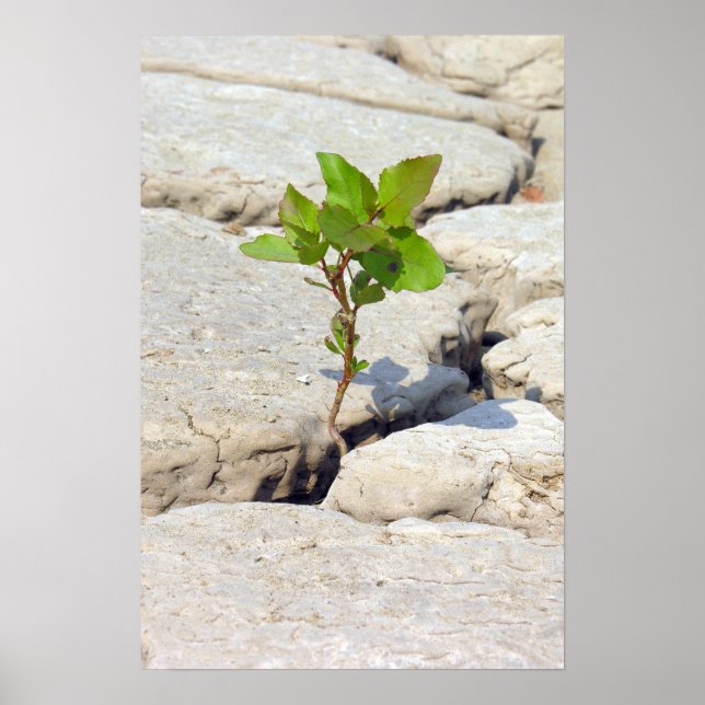 Beharrlichkeit Poster (Vorne)