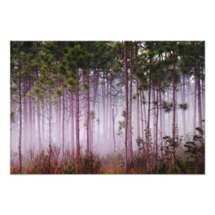 Bei Sonnenaufgang zwischen Pinien und Everglades Fotodruck