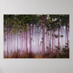 Bei Sonnenaufgang zwischen Pinien und Everglades Poster
