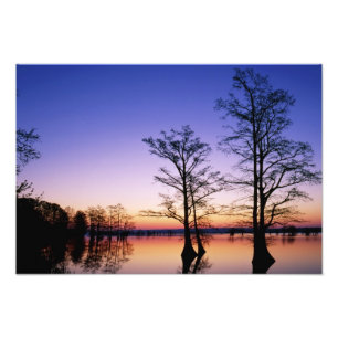 bei Sonnenuntergang silhoutierte Bald-Zypressen, Fotodruck