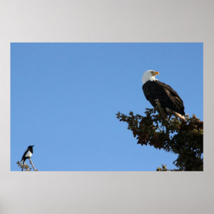 BEIAM Weißkopfseeadler ignoriert eine Elster Poster