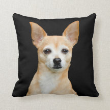Beige gemalte Chihuahua auf schwarzem Hintergrund