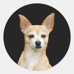 Beige gemalte Chihuahua auf schwarzem Hintergrund Runder Aufkleber