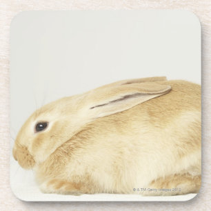 Beige Häschen auf weißem Hintergrund 4 Getränkeuntersetzer