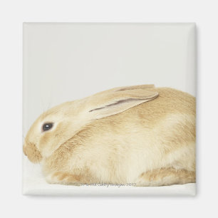 Beige Häschen auf weißem Hintergrund 4 Magnet