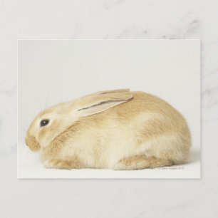 Beige Hasen auf weißem Grund 4 Postkarte