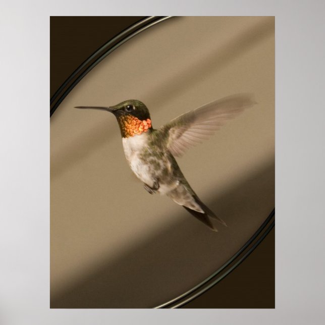 Beija Flor Poster (Vorne)