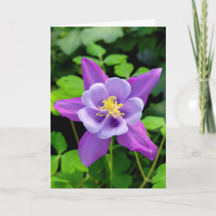 Beileid Lila Columbine Blume Karte