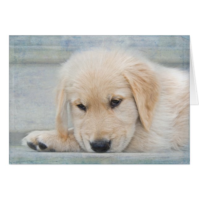 Beileid Loss Golden Retriever (Vorderseite (Horizontal))