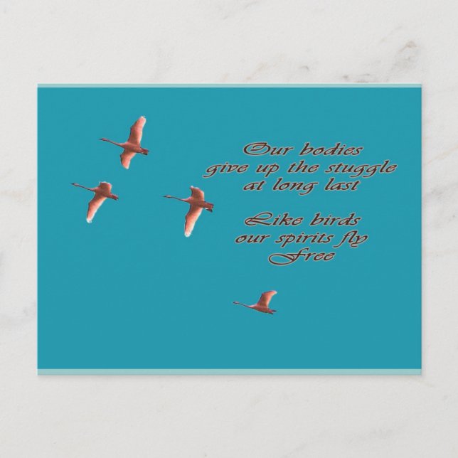 Beileid May finden Sie Comfort Trupeter Swans Postkarte (Vorderseite)