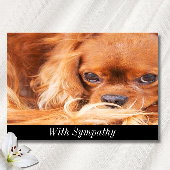 Beileid Sweet Cavalier King Charles Spaniel Card Karte (Von Creator hochgeladen)