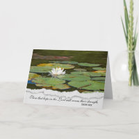Beileid-Weißwasserlilie mit Lilienpolster