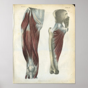 Bein u. angesagter Muskel-Anatomie-Druck Poster