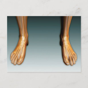 Beine und Füße mit Nervensystem Postkarte