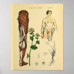 Beinnerven Muskeln Medizinische Anatomie Kunst Dru Poster