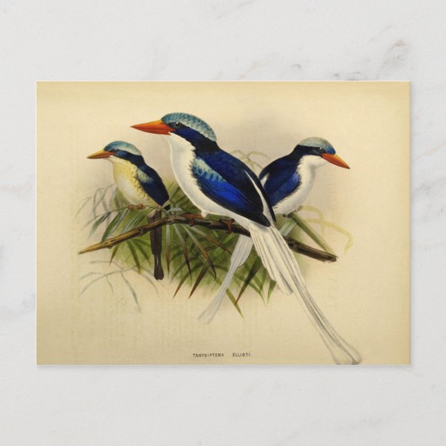 Beispiel für Fischer Postkarte (Vorderseite)