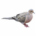 Beklagentaube Fotoskulptur Magnet<br><div class="desc">Ein Bild einer beklagentaube</div>