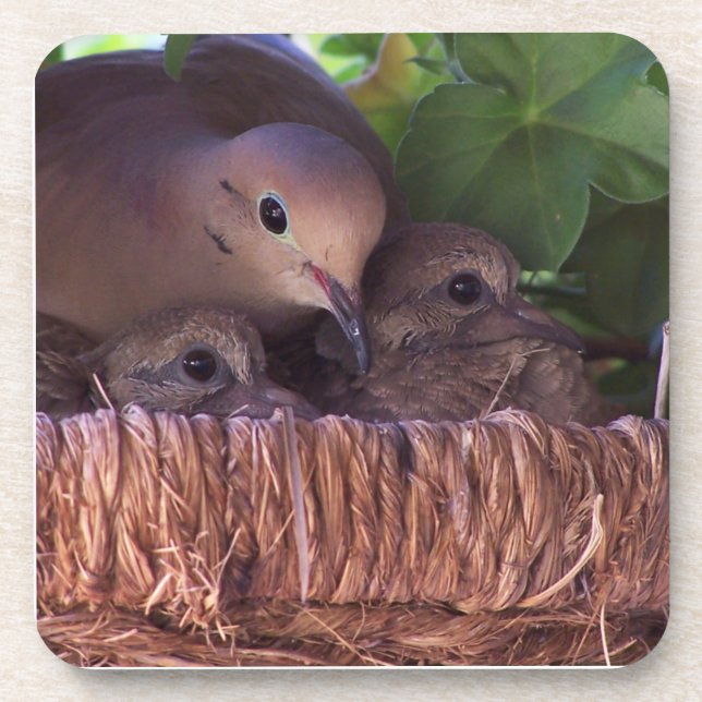Beklagentauben-Vogelbaby-Tier-Tiere Getränkeuntersetzer (Vorderseite)