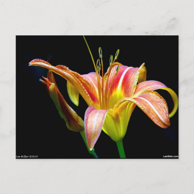 Bekleidung und Geschenke der Tawny Taglilie II Postkarte (Vorderseite)
