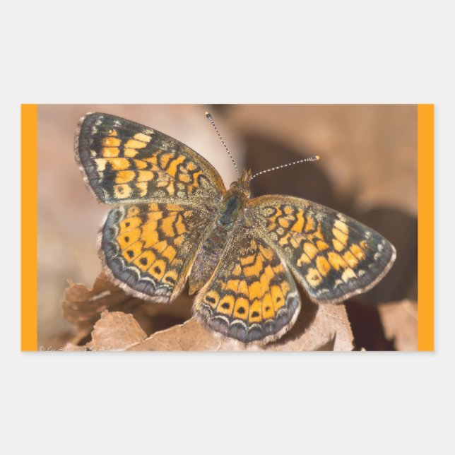 Bekleidung und Geschenke für braune und orangefarb Rechteckiger Aufkleber (Vorderseite)