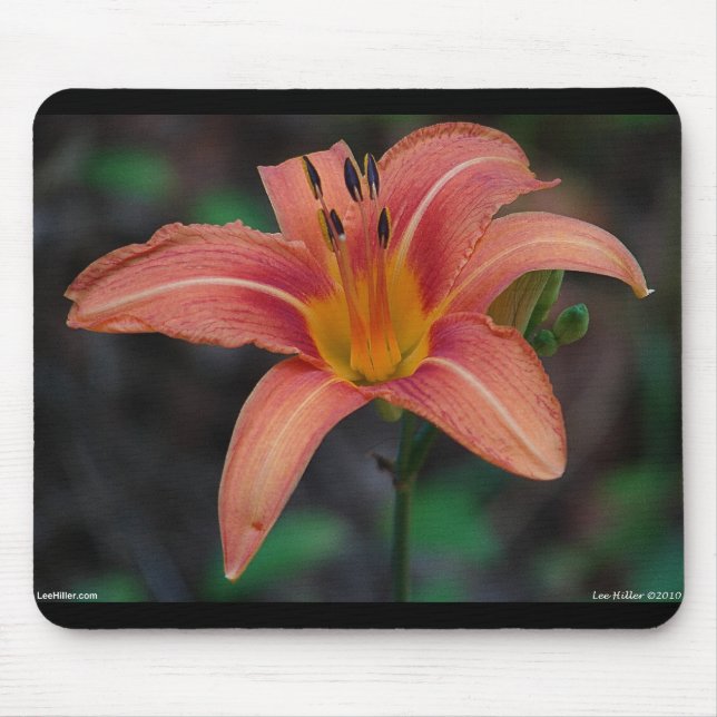 Bekleidung und Geschenke für Tawny Taglilie Mousepad (Vorne)