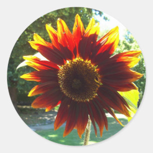 Bel autocollant jaune et rouge de tournesol