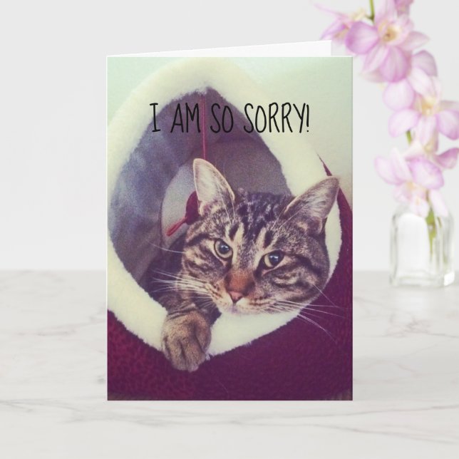 Belated Sorry Grey Tabby Kitty Placeholders Foto Karte (Orchidee)