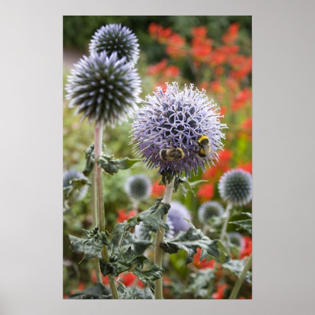 Belebte Bienen ... Plakat (Vorne)
